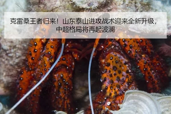 ke-lei-sang-wang-zhe-gui-lai-shan-dong-tai-shan-jin-gong-zhan-shu-ying-lai-quan-xin-sheng-ji-zhong-chao-ge-ju-jiang-zai-2-866.jpg